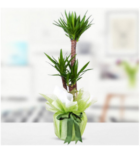 2 li yucca