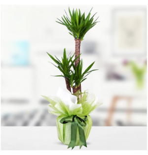 2 li yucca