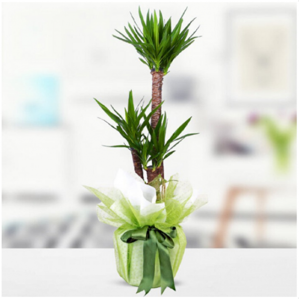2 li yucca